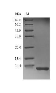 Rat Complement C3 protein