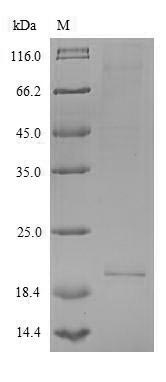 Human IL26 protein