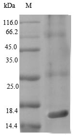 Viral prgJ protein