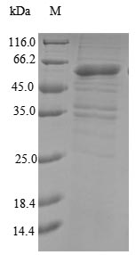 Human MKRN3 protein