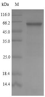 Bacterial emm5 protein