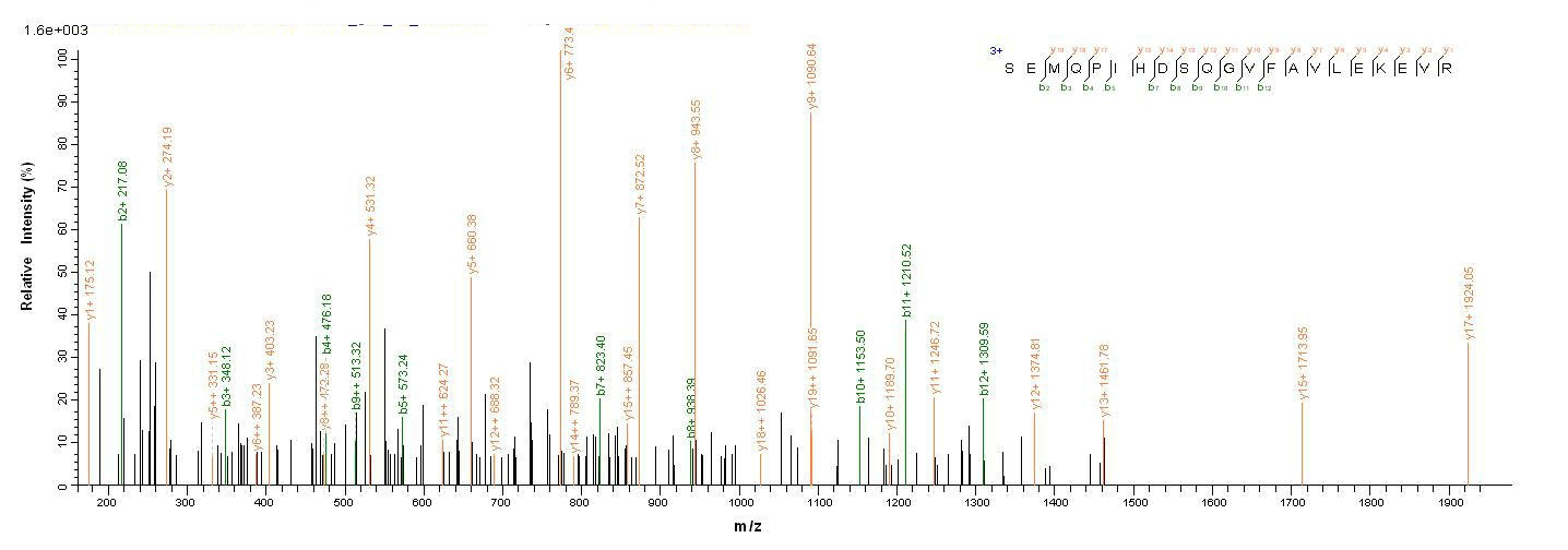 Bacterial rhlR protein