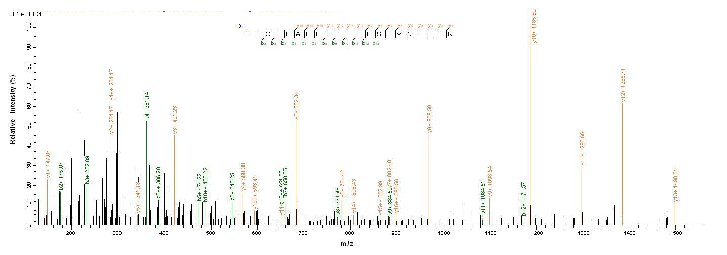 Bacterial rhlR protein