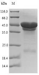 E. coli cdtB protein