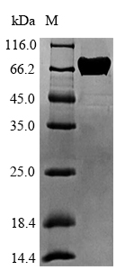 Plant Ara h 1 protein