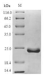 Viral BHRF1 protein