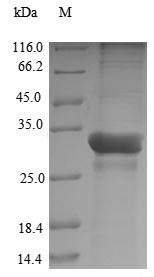 Fish Parvalbumin beta-1 protein