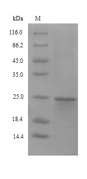 Mouse Sdf2l1 protein
