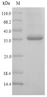Plant CYND1 protein