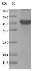 Fish Renilla-luciferin 2-monooxygenase protein