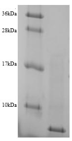 Bacterial Glucomannokinase protein