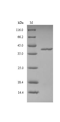Viral VACWR090 protein