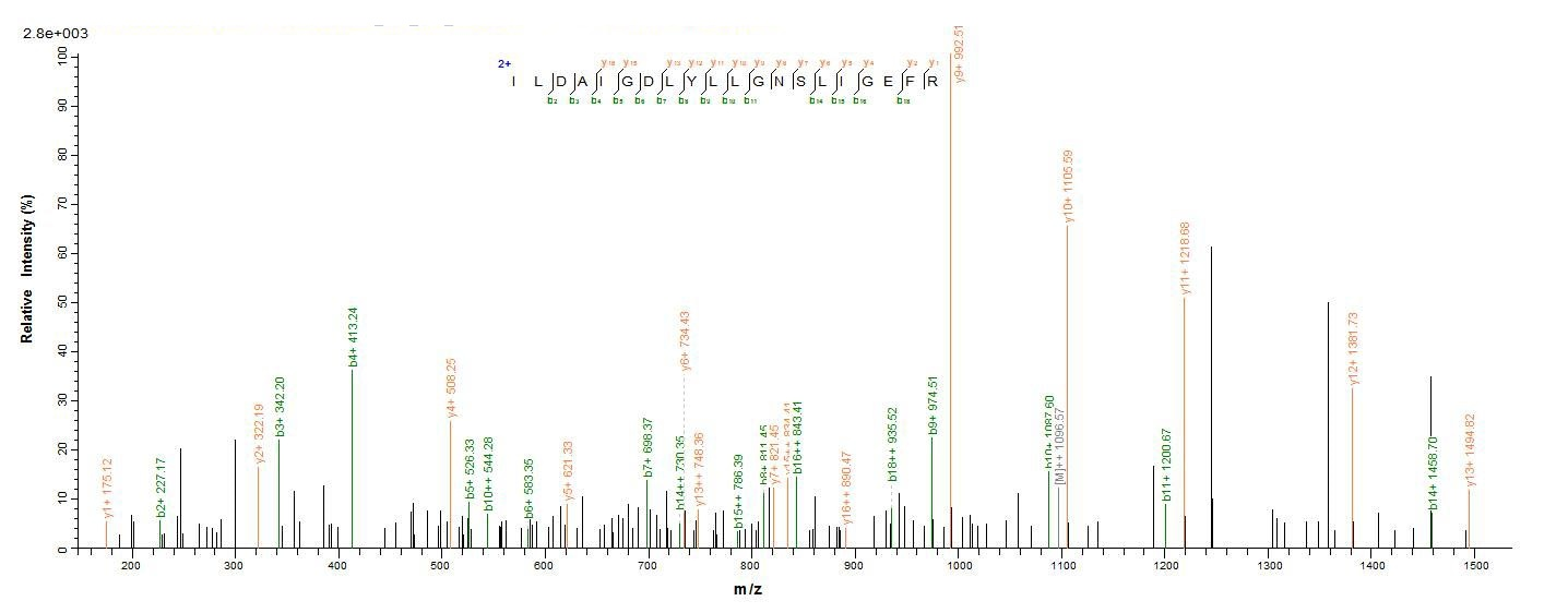 Bacterial lpxC protein