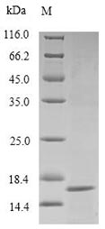 A27L protein