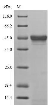 Birds bsk protein