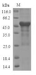 Dog ANXA13 protein