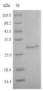 Animal TES-26 protein