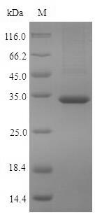 Human PDXP protein
