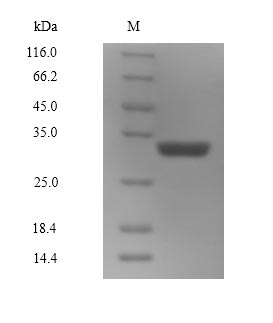 Amphibians SAX protein