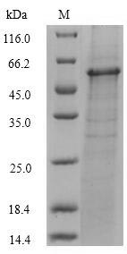 Bacterial nfuA protein