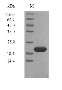 Bacterial uspA protein