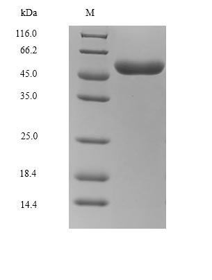 G protein