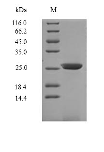 Mouse Il7r protein