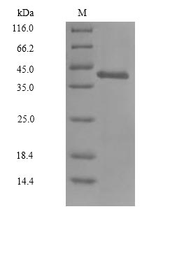 Mouse Qpct protein
