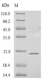 Human PAEP protein