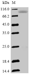 Human SEMA3F protein