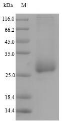 Bacterial A673_03341 protein