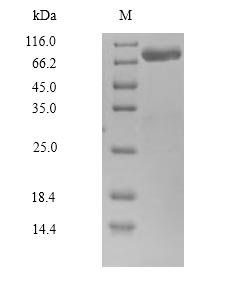 Human CAPN14 protein