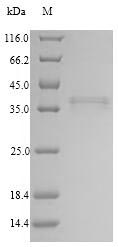 Human COLEC11 protein