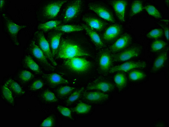 RUVBL1 Antibody