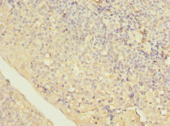 LITAF Antibody