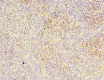 LITAF Antibody