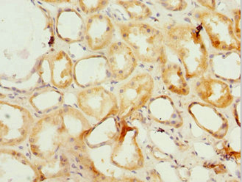 PSMF1 Antibody