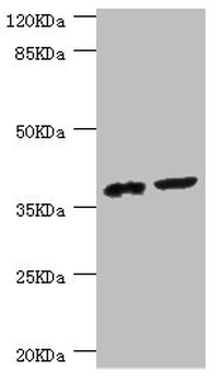 DEDD Antibody