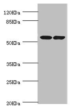 DPYS Antibody