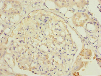 DPYS Antibody