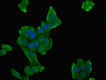 DPYS Antibody
