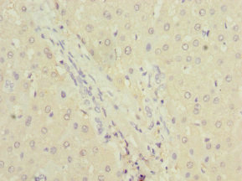 DPYS Antibody