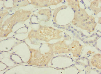 DPYS Antibody