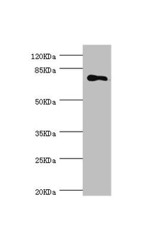 MGAT1 Antibody