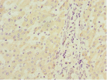 MGLL Antibody
