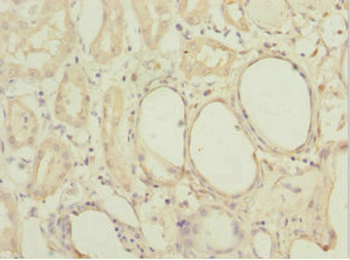 MGLL Antibody