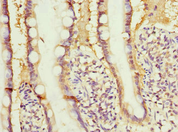 RBP2 Antibody