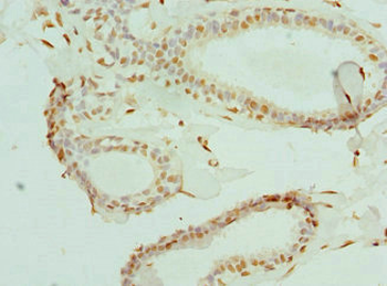 ELF1 Antibody