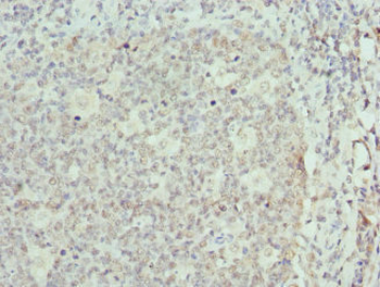 ELF1 Antibody