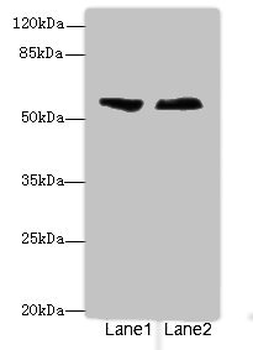 ENTPD2 Antibody
